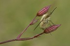 Bombylius