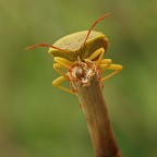 Pentatomidae..con sorpresa Pentatomidae..con sorpresa