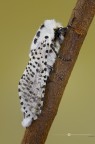 Falena leopardo Falena leopardo