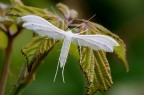 Pterophorus pentadactylus Pterophorus pentadactylus