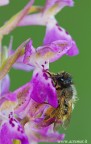 Una piccola ape addormentata dentro un fiore di Orchis patens

Canon 7D Sigma 180 mm - f/16 - 1/2 - ISO 200 - tripod