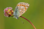 Common Blue Common Blue
