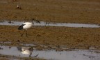 Ibis sacro Ibis sacro