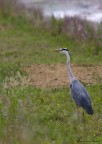 Ardea Cinerea Ardea Cinerea