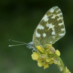 Pontia Edusa ( WB +/- original...) Pontia Edusa ( WB +/- original...)