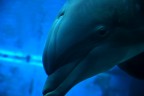delfino curioso delfino curioso