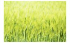 grano grano