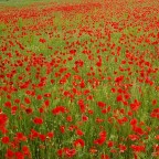 la guerra di piero la guerra di piero