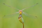 Sorriso di Sympetrum Sorriso di Sympetrum