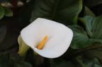calla calla