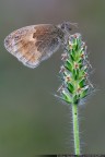Coenonympha Pamphiulius Coenonympha Pamphiulius