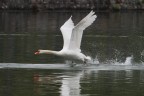 Cigno