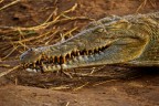 safari in kenia con coccodrillo in natura a 5/6 metri di distanza