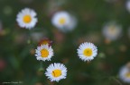 Costellazione-di-margherite Costellazione-di-margherite