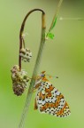 Melitaea didyma (Esper, 1779) Melitaea didyma (Esper, 1779)