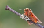 Falena