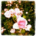 rose rose