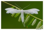 Alucita pentadactila Alucita pentadactila