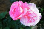 Foto scattata nel giardino di casa.
premetto che sono da poco entrato nel mondo della fotografia

commenti e critiche ben accetti