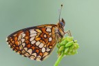 Melitaea athalia Melitaea athalia