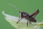 Eupholidoptera chabrieri
