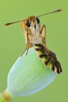 Thymelicus sylvestris