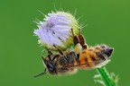 Apis mellifera Apis mellifera