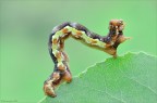 Erannis defoliaria (Clerck, 1759) Lepidoptera Geometridae Erannis defoliaria (Clerck, 1759) Lepidoptera Geometridae
