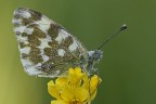 Pontia Edusa
