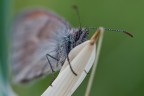 l'occhione di una  Coenonympha pamphilus