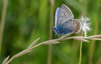 Butterfly on the grain Butterfly on the grain