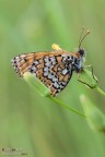 Melitaea cinxia Melitaea cinxia
