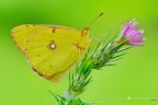 Colias crocea (Fourcroy, 1785) Colias crocea (Fourcroy, 1785)