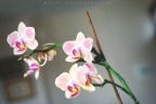 Orchidea Orchidea
