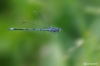 Semplice Coenagrion puella ....ma in volo Semplice Coenagrion puella ....ma in volo