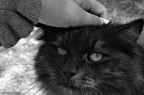 Miaoo! Miaoo!