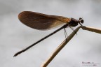 Calopteryx Haemorroidalis F Calopteryx Haemorroidalis F
