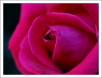 una rosa