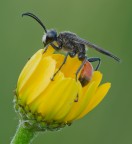 Imenottero Mutillide Nemka viduata - maschio Imenottero Mutillide Nemka viduata - maschio