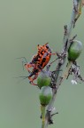 Rhinocoris Iracundus Rhinocoris Iracundus