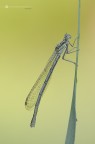 Platycnemis pennipes. (Pallas, 1771) Platycnemis pennipes. (Pallas, 1771)