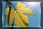Rays of sunshine Rays of sunshine