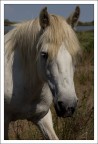 camargue camargue