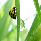 Il mondo di coccinella Il mondo di coccinella