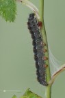 Eriogaster lanestris (Linnaeus, 1758)
