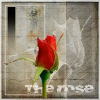 THE ROSE THE ROSE
