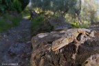 Tarentola mauritanica o Geco comune Tarentola mauritanica o Geco comune