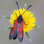 Una Stella...!!! Una Stella...!!!