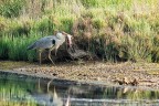 Il pescato Il pescato
