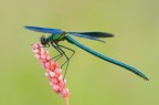 Decollo...( Calopteryx splendens ) Decollo...( Calopteryx splendens )